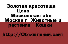 Золотая красотища › Цена ­ 20 000 - Московская обл., Москва г. Животные и растения » Кошки   